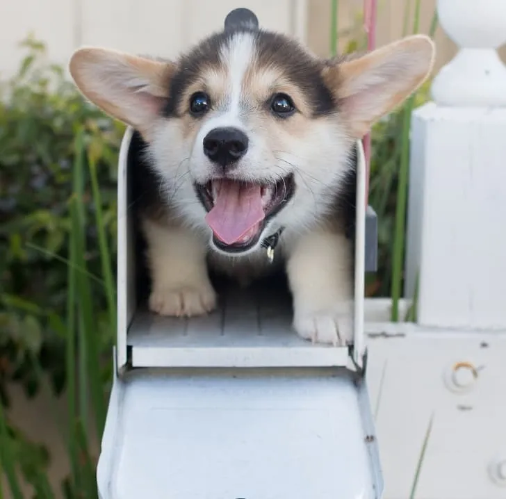 Доставка милоты.