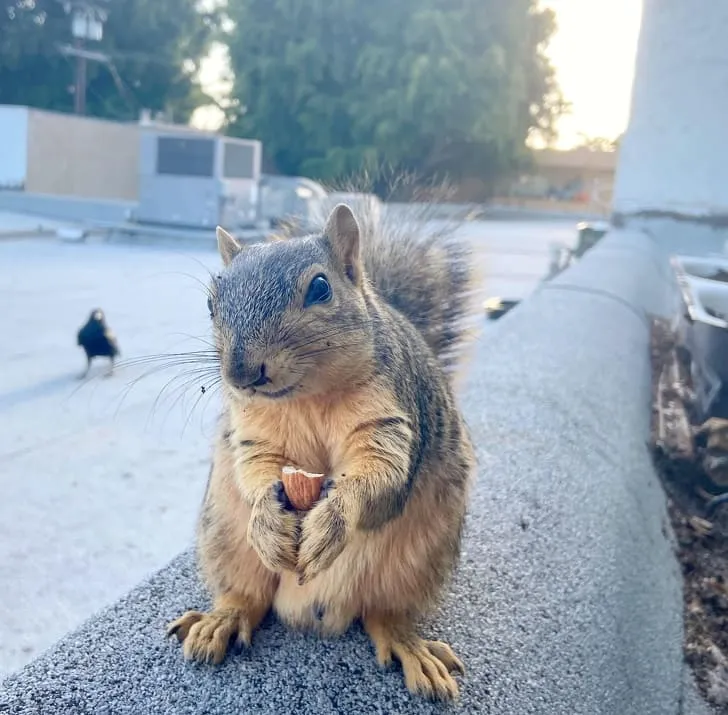 «Эта белка каждое утро приходит ко мне за миндалем и улыбается, когда я угощаю ее».