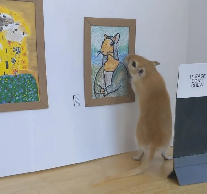 «Мы с парнем целый день создавали художественную галерею для нашей песчанки».