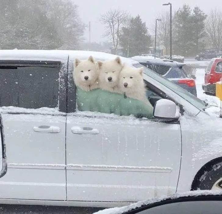 «Встретил на дороге этих милах. Тройная удача».