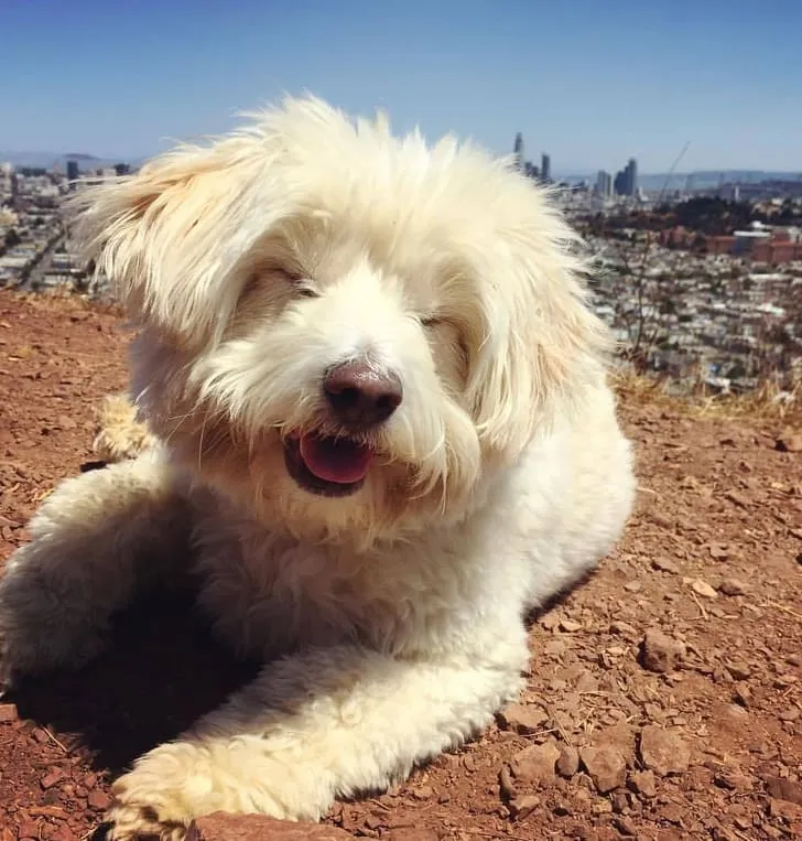 Этот пёсик выглядит как смайлик.