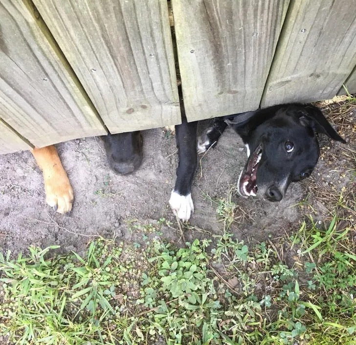 «Я еще не встретил свою новую соседку, но ее собаки уже меня любят».