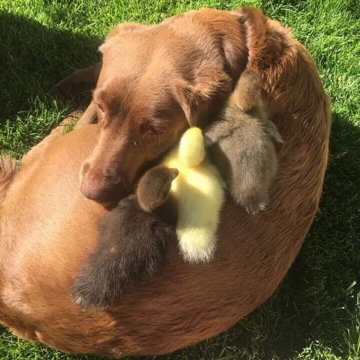 Вторая мама для утят.