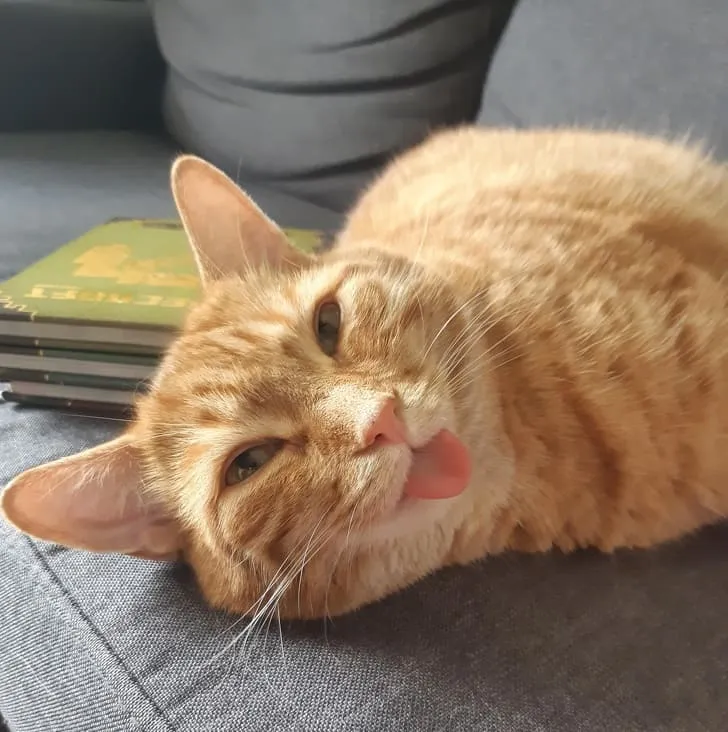 «Мой кот Макс часто высовывает язык и выглядит так, будто улыбается».