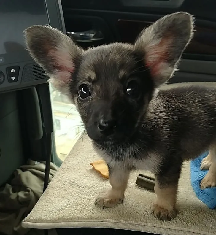 «Я нашел этого милого ушастика рядом с нефтяными месторождениями Западного Техаса. Назвал его Добби».