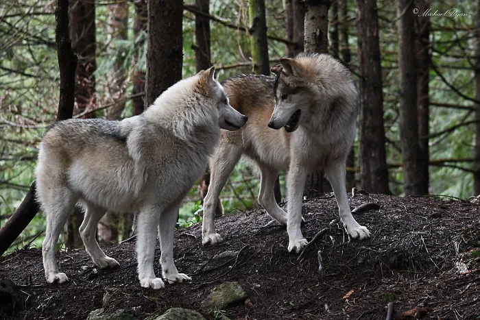 Из-за их размера и темперамента туры с волками имеют возрастное ограничение 18+.