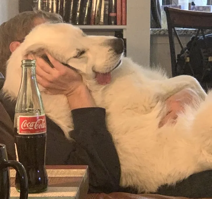 «Моя собака уверена, что мой папа — лучшая подушка, и она не собирается менять свое мнение».