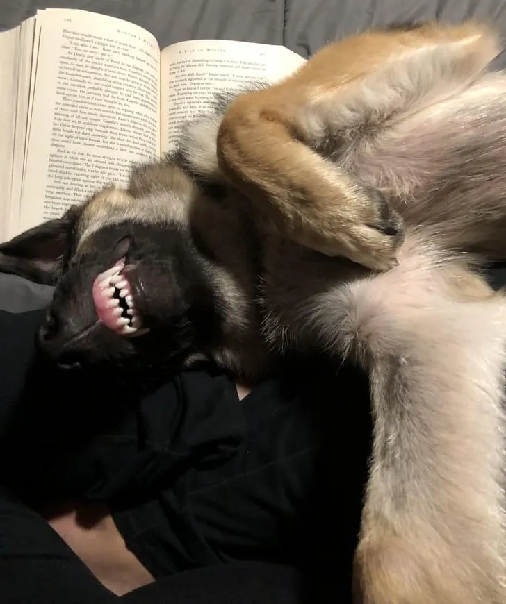 «Это происходит каждый раз, когда я начинаю читать».