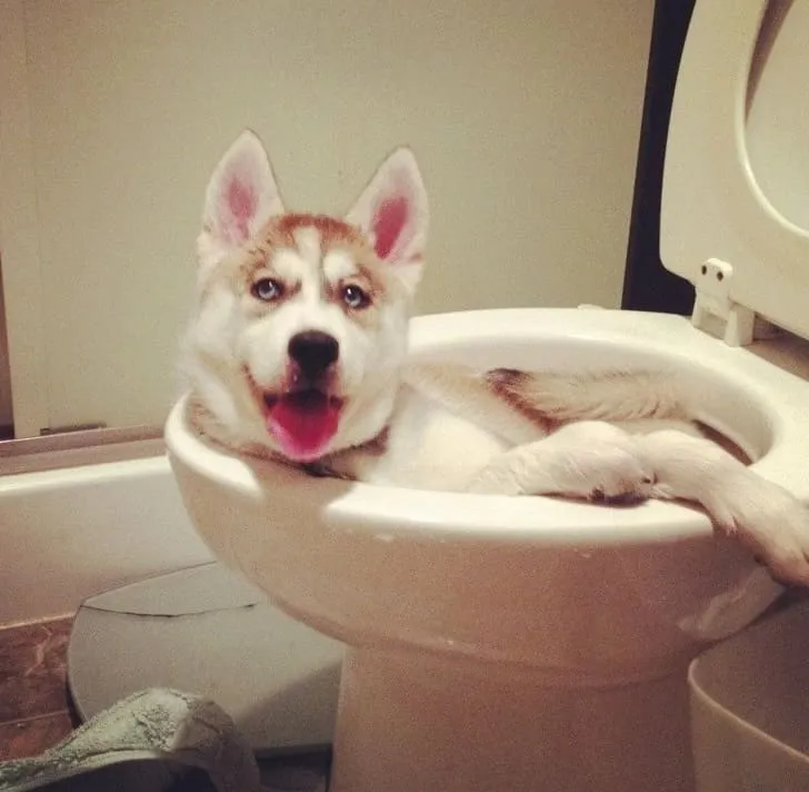 «Оставил своего щенка одного на минутку и вернулся к этому».