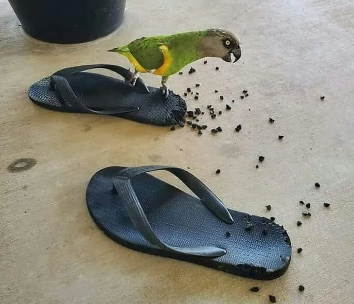 «Вот что произойдет, если вы скажете своему попугаю, что он на диете».