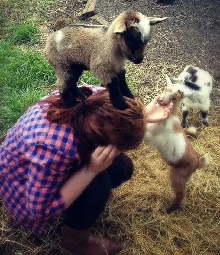 Этим козлятам нужно все внимание хозяйки.
