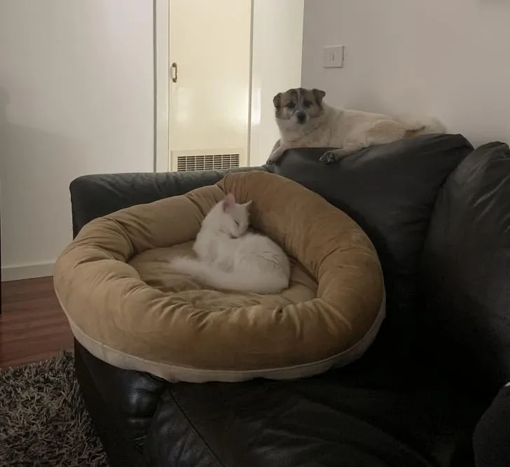 «Купил собаке новую лежанку, а через 20 минут ее заняла кошка».