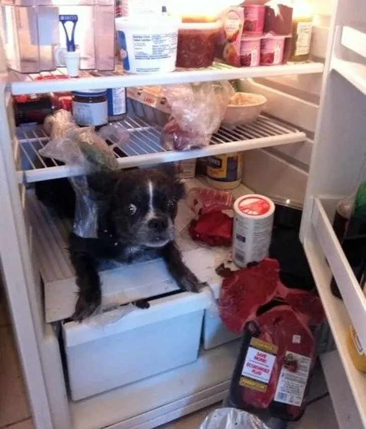 «Вернулся домой и нашел сюрприз в холодильнике».