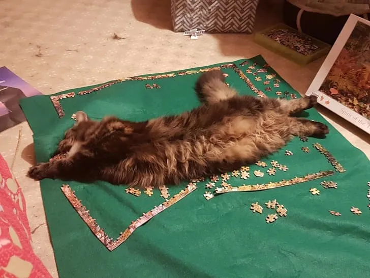 «Хватит заниматься ерундой, гладьте меня».