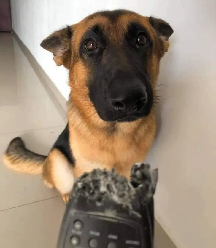 «А я думал, что ты больше не хочешь смотреть телевизор».