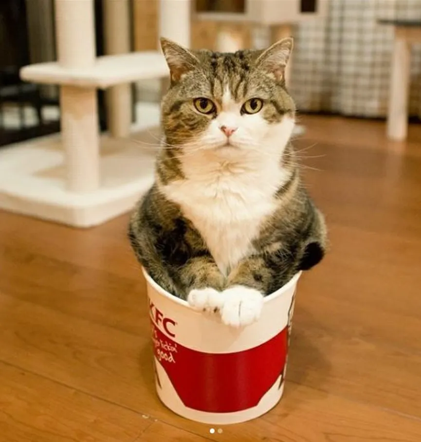 Эти ведерки не только для жареной курочки.