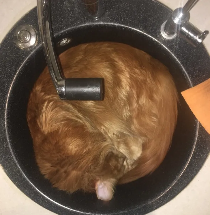 Владельцы наверняка долго его искали. 