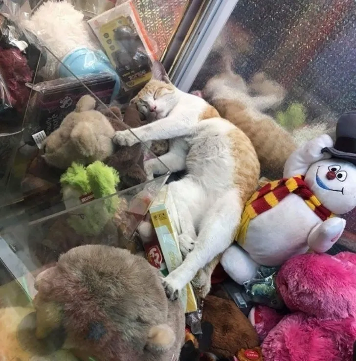 Вы можете попытаться выиграть живого котика.