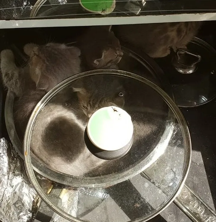 «Я потратил два часа на поиски своих котов. Они забрались в ящик со сковородками и заснули там».