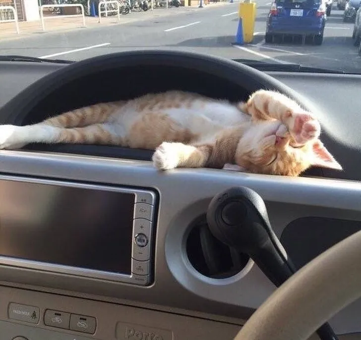 Теперь это держатель для котиков.