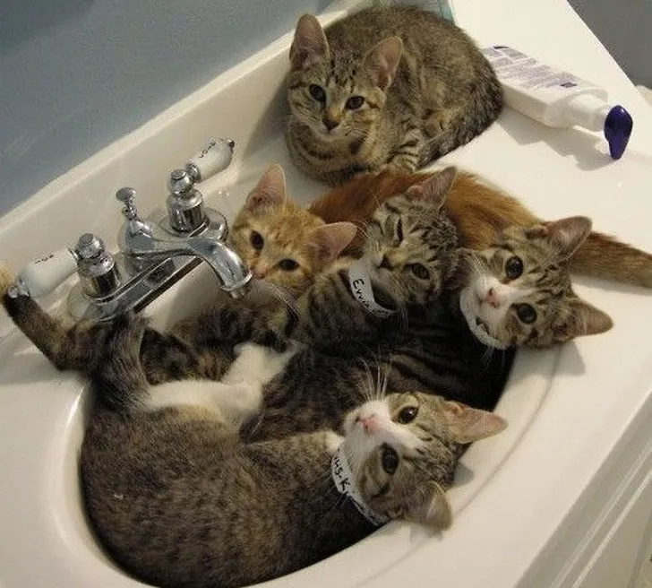 «Что? Тебе опять нужна раковина?»