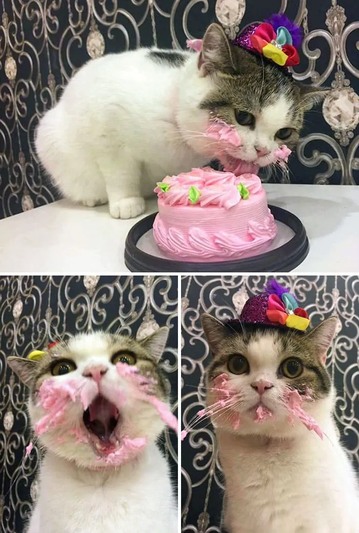 Котейка насладился праздничным тортом.