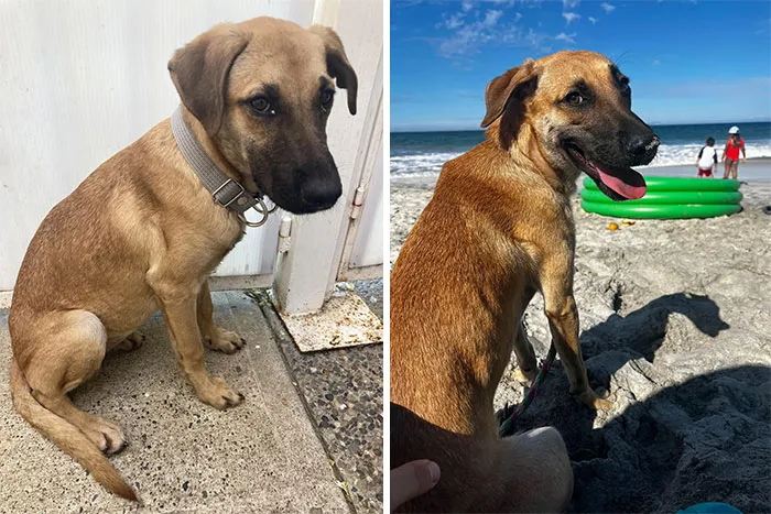 Собаки которых нашли хозяева. Пёс кинулся в горящий дом чтобы спасти своего хозяина. Собаки которых нашли хозяева. Стыдливый щенок. Собака оно.