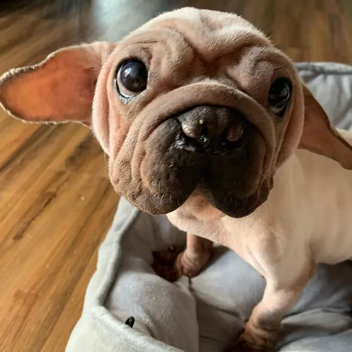 «Он ест приготовленную пищу из-за синдрома раздраженного кишечника. У него специальная диета из чечевицы и различных добавок. Он дорогой маленький парень, которого нужно кормить. Он, наверное, ест лучше, чем я. У него все еще очень низкий вес, и его кормят четыре раза в день небольшими порциями». – говорит Никки.