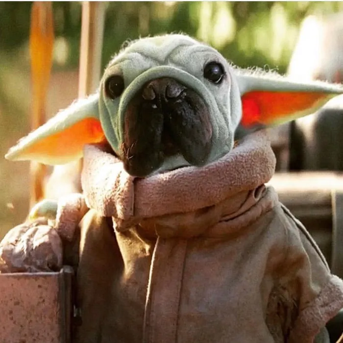 Никки Карви надеется сделать Морка лучшей собакой-терапевтом, которой он может помочь другим лечить.