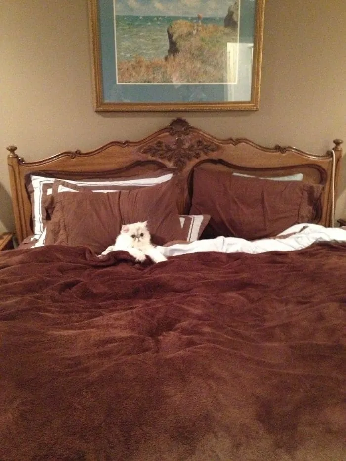 «Каждый вечер мой кот ложится на мою кровать и ждет меня».