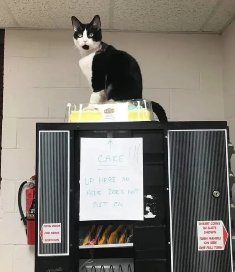 Застолбил торт.