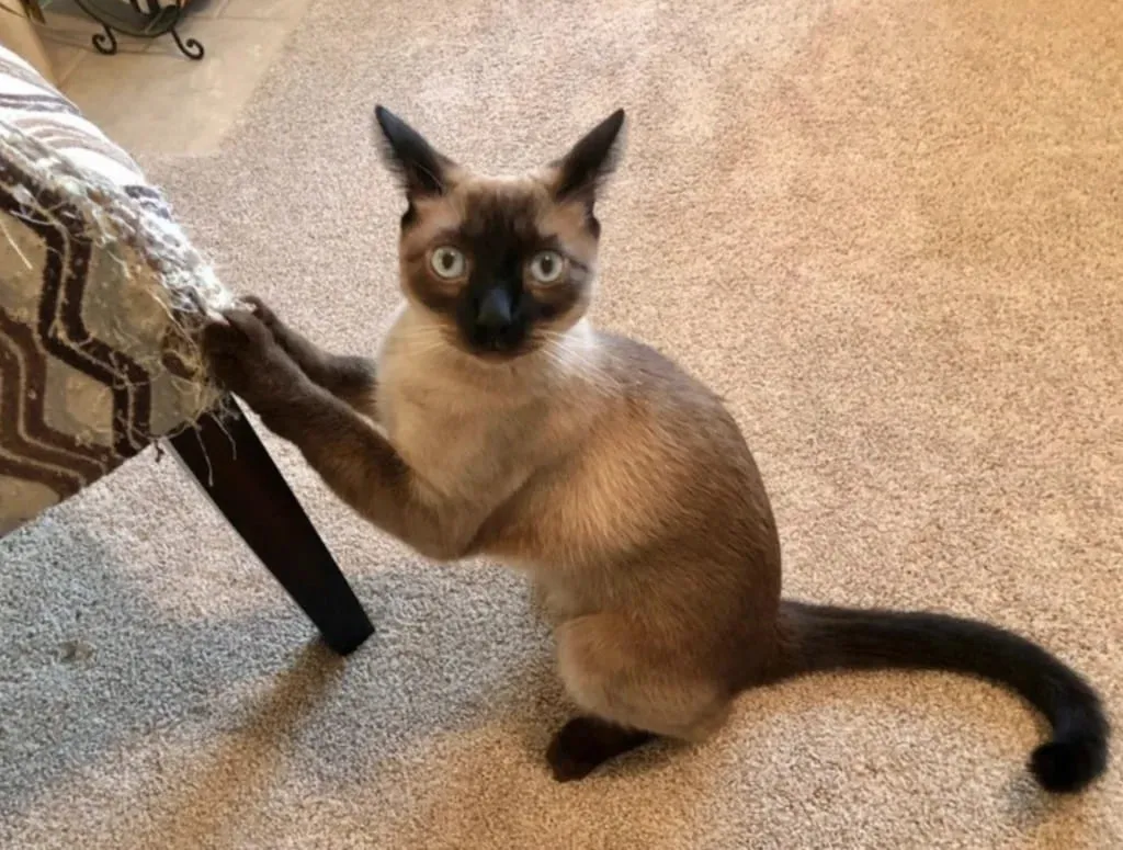 Пойман с поличным. 