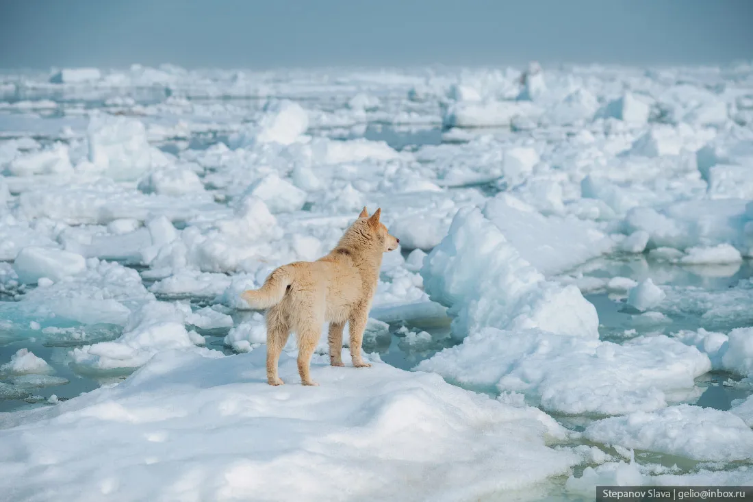 © Слава Степанов/gelio.livejournal.com