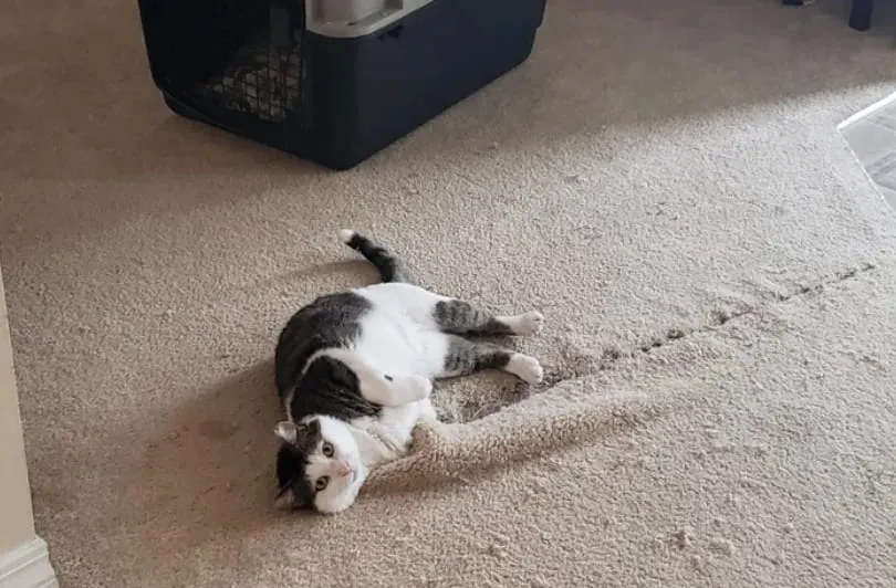 «Наш маленький монстр».