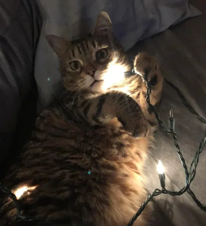 «А что эти лампочки не для меня?»