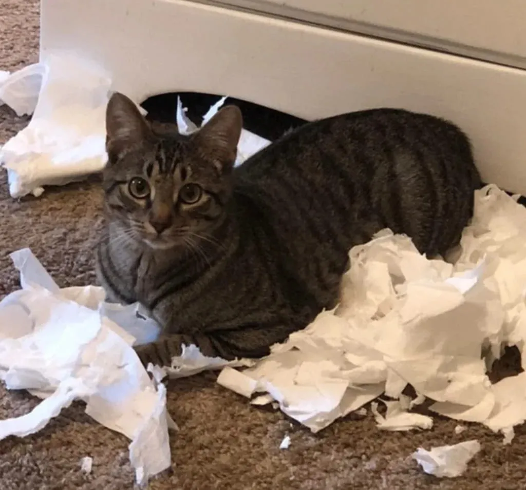 Туалетная бумага — отличная игрушка.