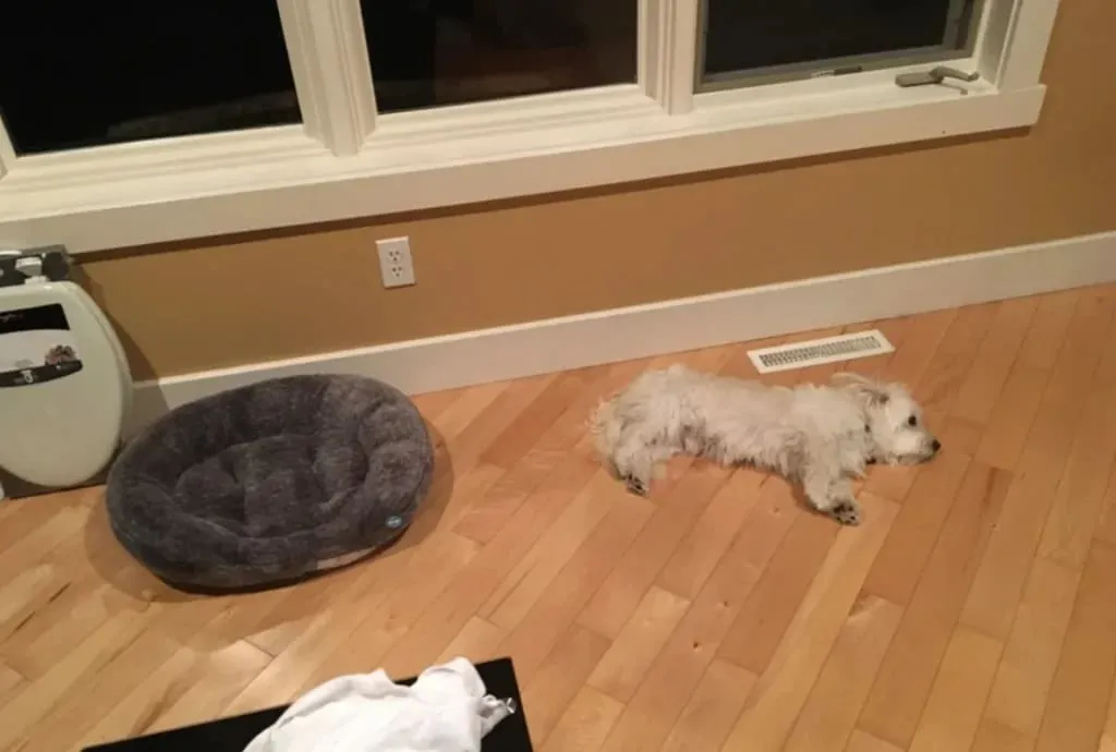 «Это была недешевая лежанка, но он предпочел пол».