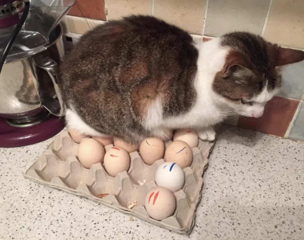 Кажется, она считает себя курочкой.