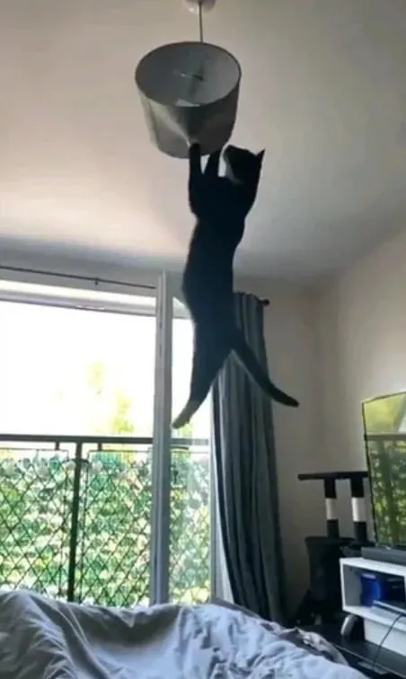 Кот-электрик.