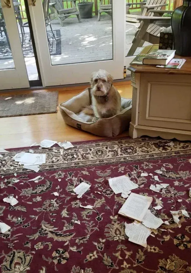 Видимо, это была плохая книга.