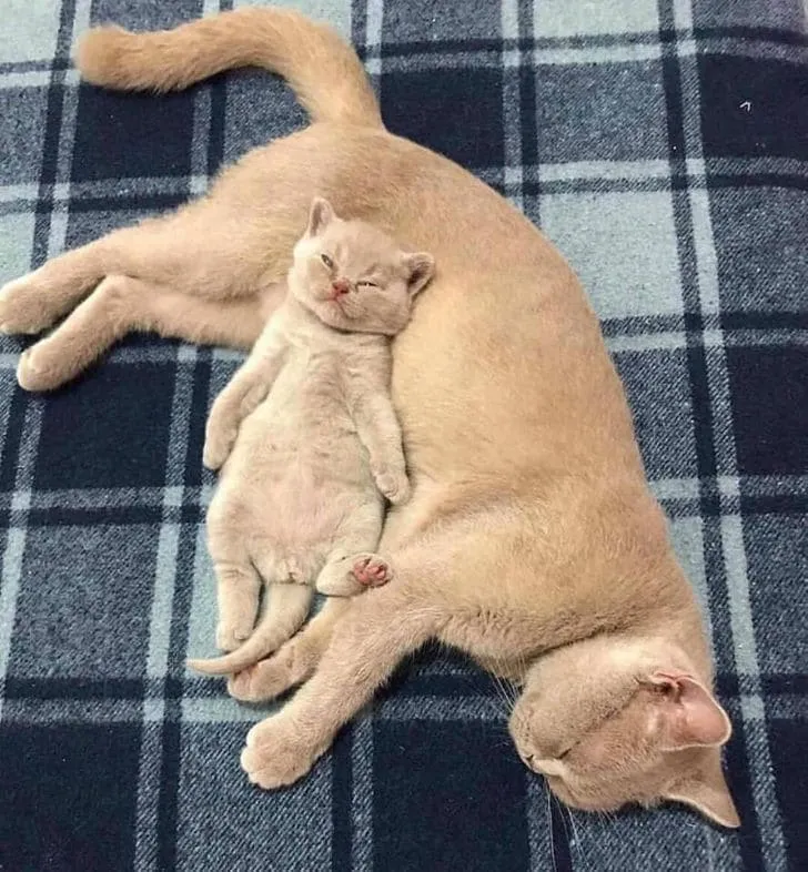 «Мама, мне нравится использовать твой живот как подушку. Это самая мягкая и безопасная подушка в мире».