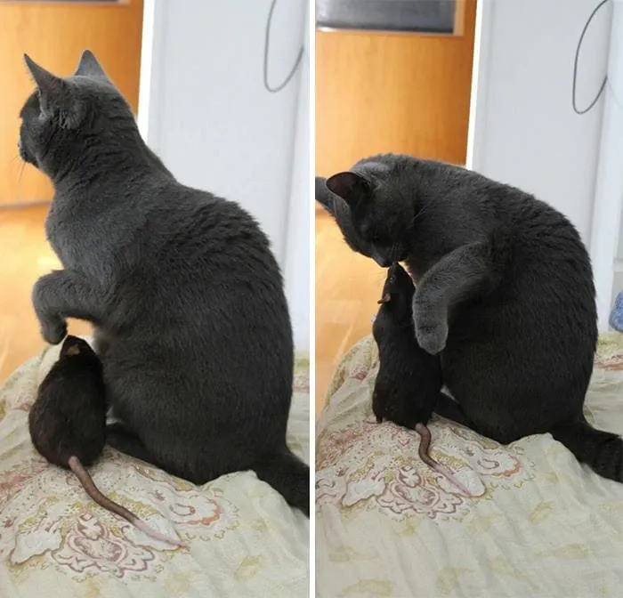 Необычные, но очень милые друзья.