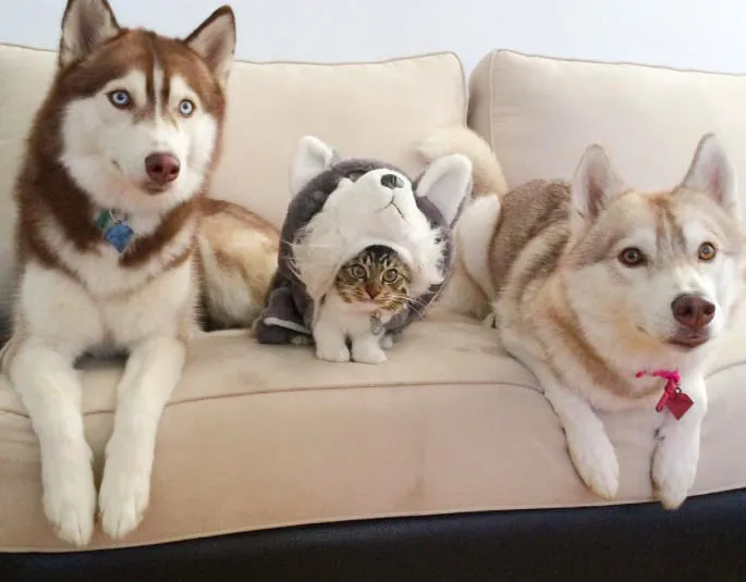 «Я похож на своих друзей? Похож?»