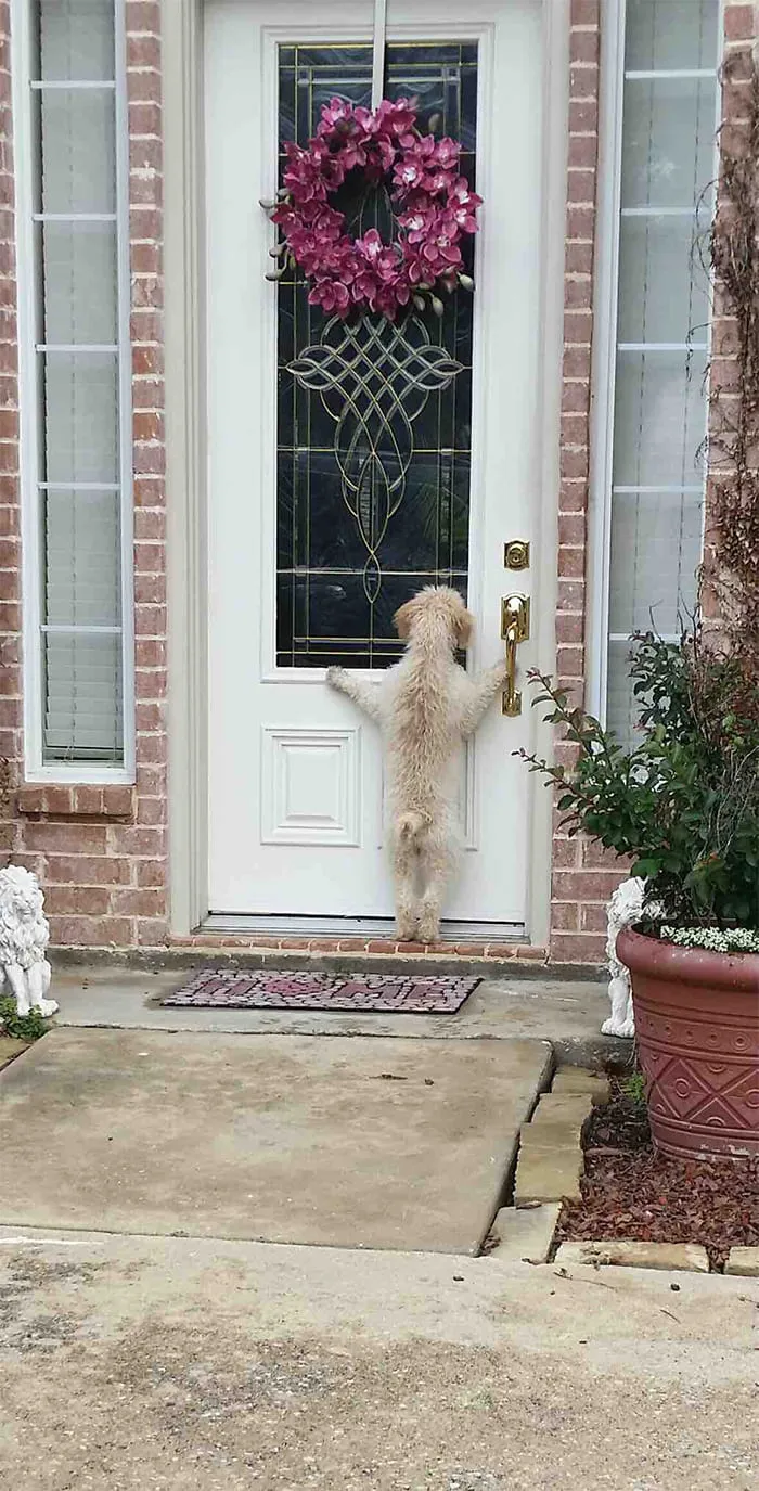«Мам, я давно здесь! Впусти меня!»