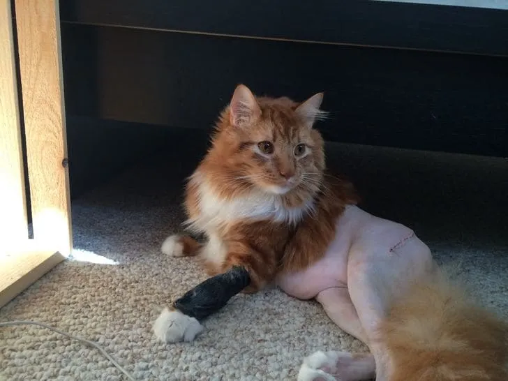«Коту моего друга недавно сделали операцию, и теперь у него нет штанишек».