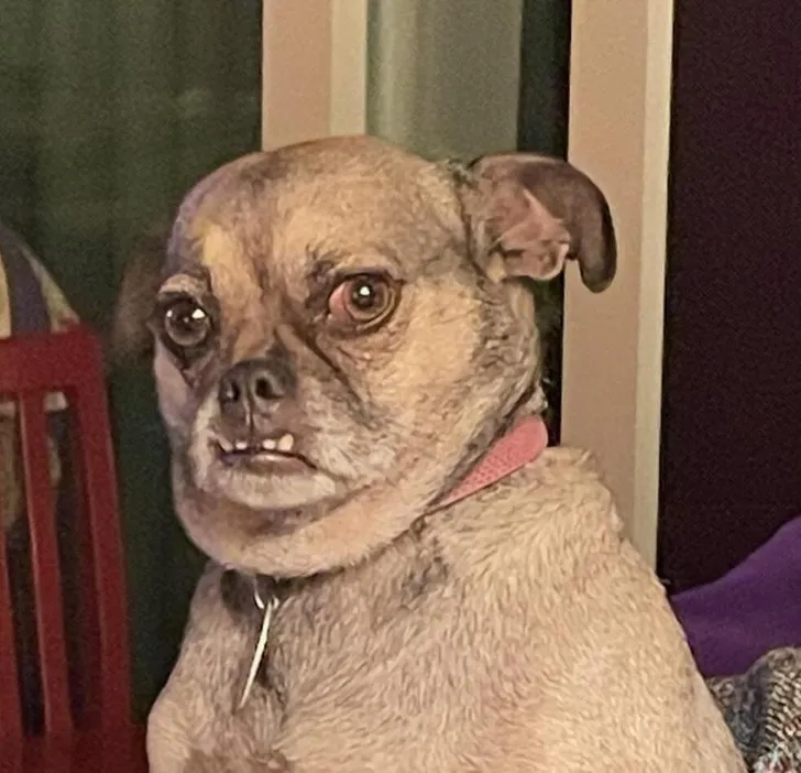 «Мой дядя отругал собаку моей тети, и теперь она так на него смотрит».