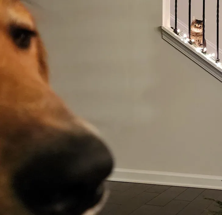 «Моя кошка что-то замышляет против моей собаки, сидя в своей башне».