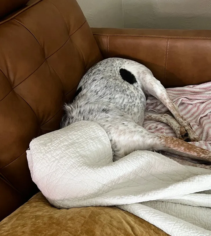 «Моя собака высказывает свое мнение о температуре -30°F».