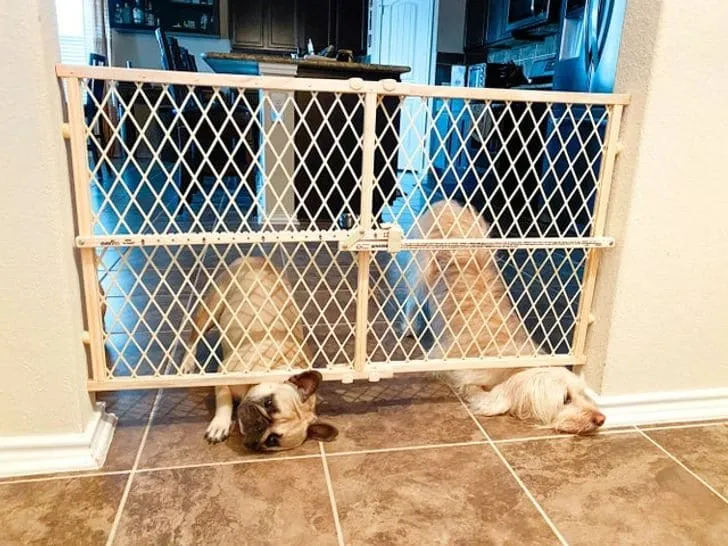 «Один наш пес застрял под воротами, поэтому второй решил составить ему компанию».