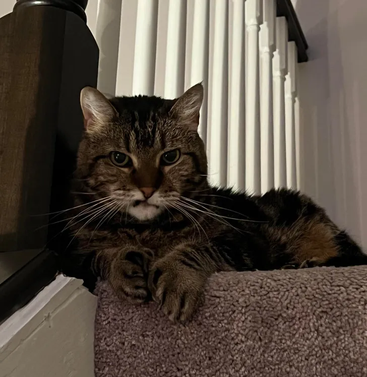 «Мне кажется, что мой кот злится на меня».